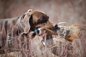 Started Dogs Category Photo