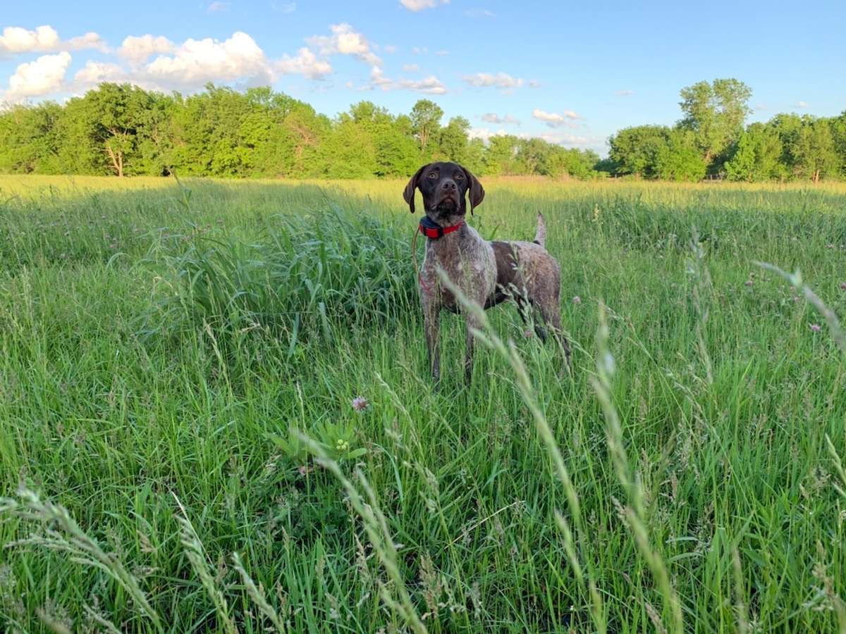 German Shorthaired Pointer Hunting Dogs Puppy Breeder & Gun Dog