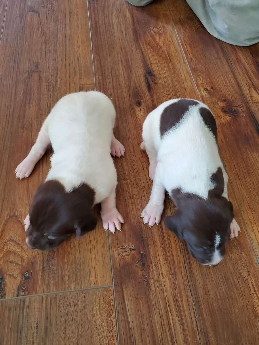 Puppies for sale